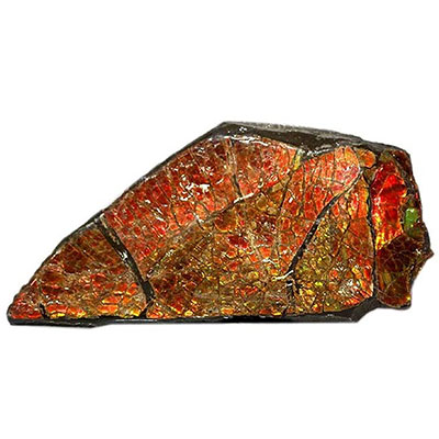 Ammolite